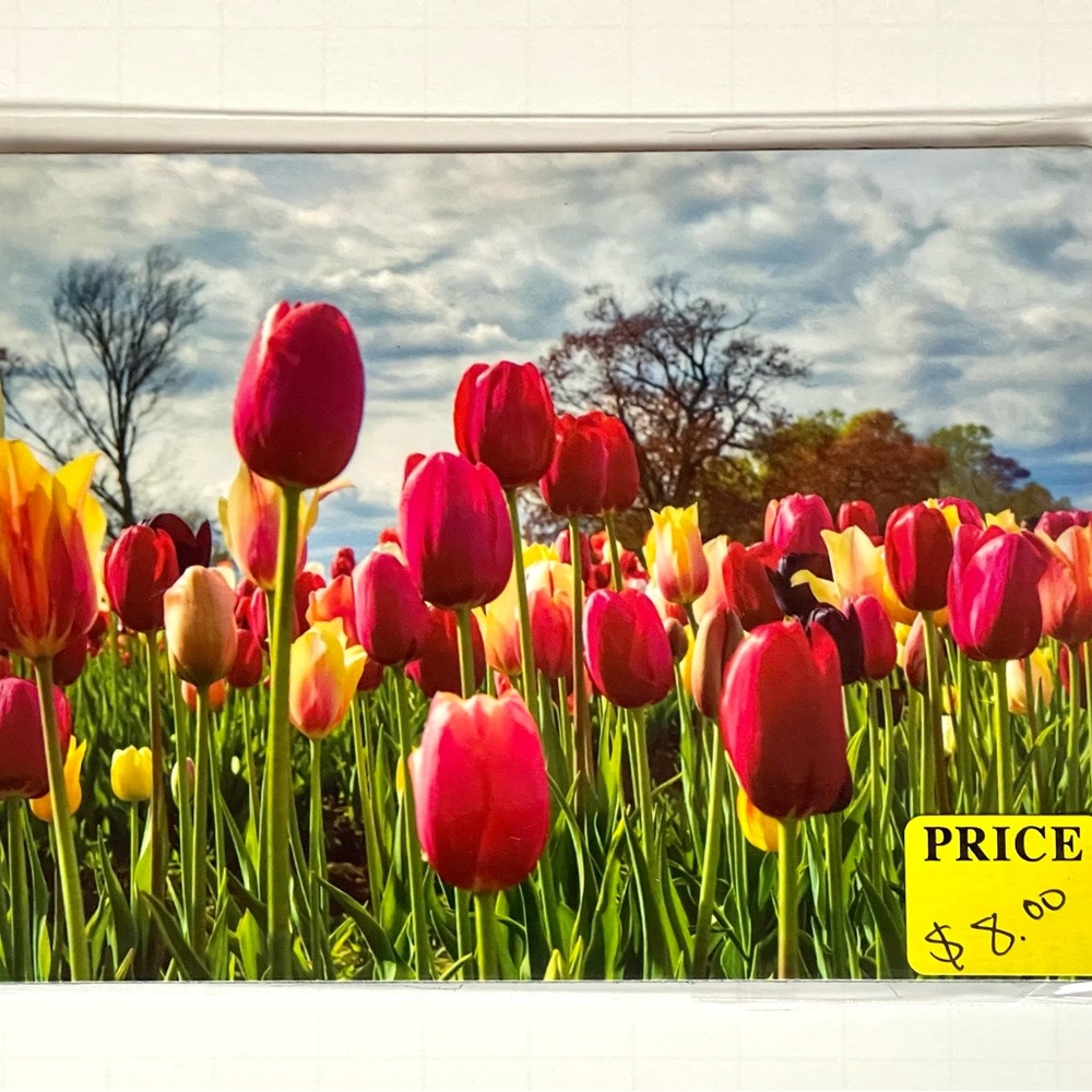 Tulip Magnet 5 1/2 X 4 1/4